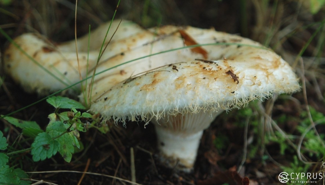 Mushrooms in Cyprus