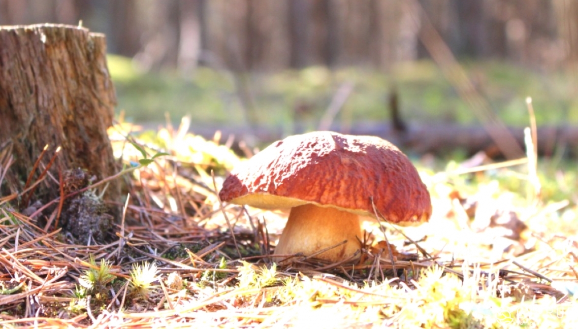 Mushrooms in Cyprus