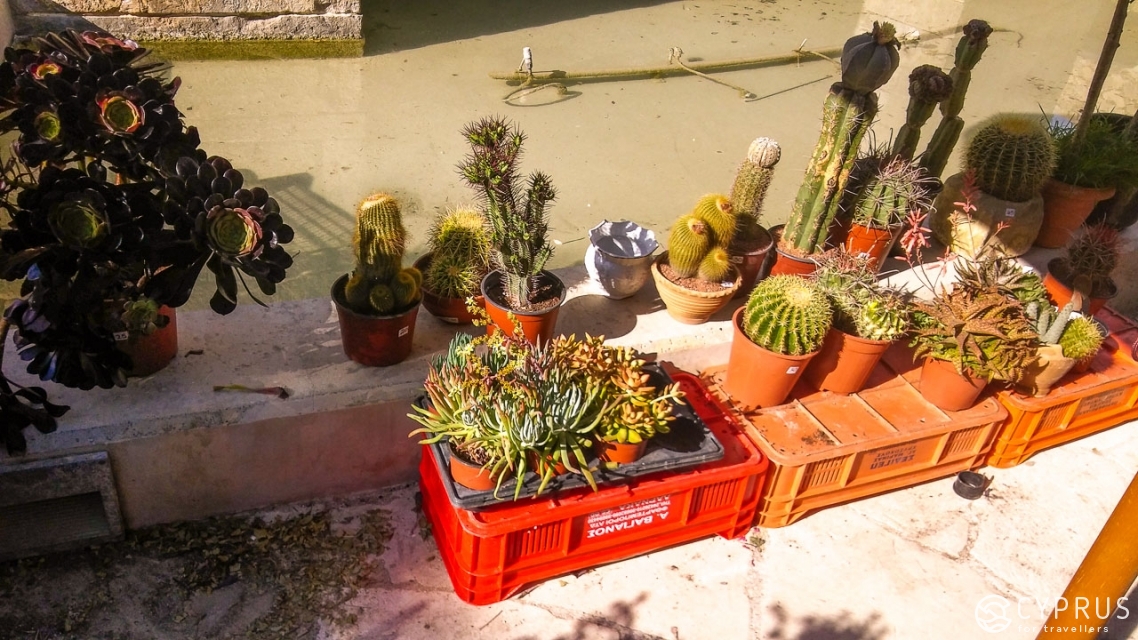 Выставка кактусов и суккулентов общества Cyprus Cactus and Succulent Society (CCSS)