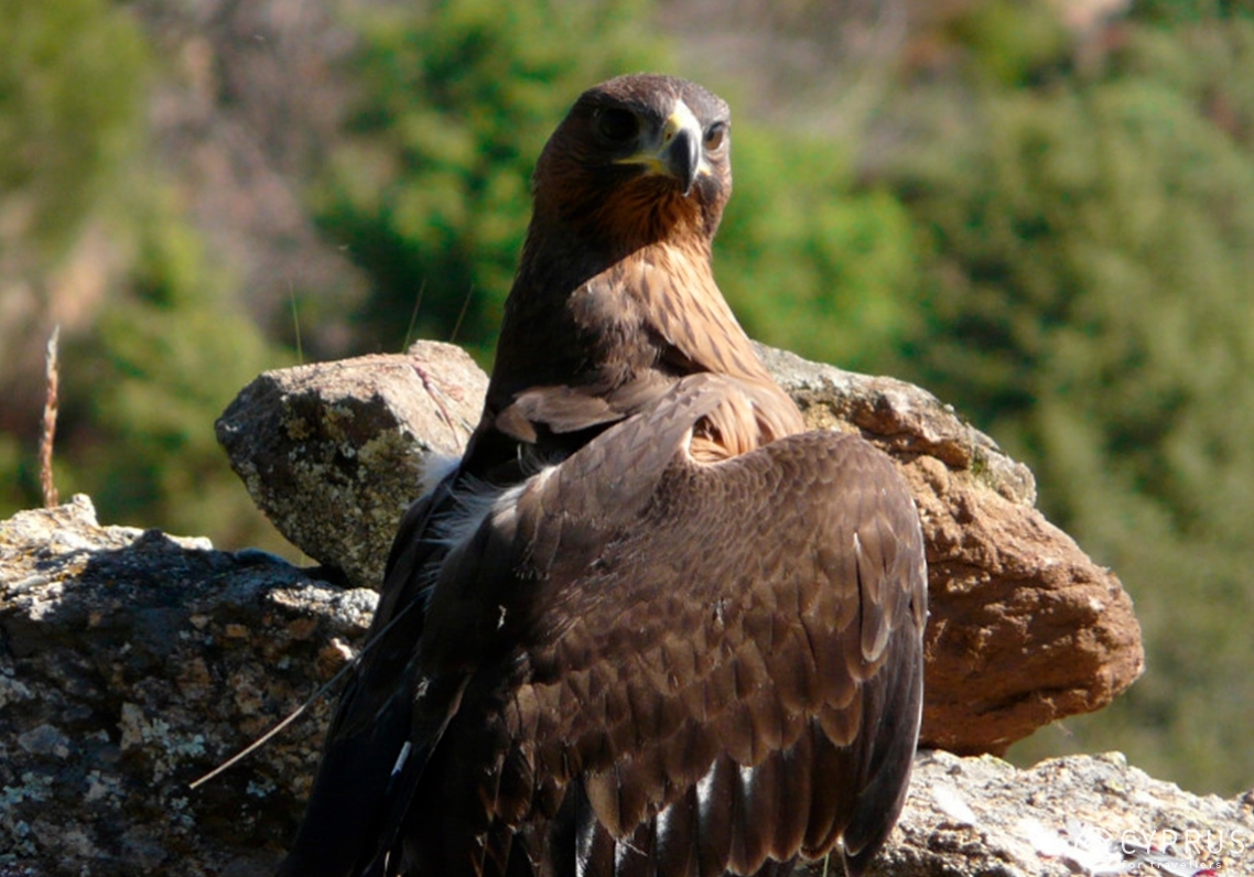 Bonelli Hawk Eagle (Aquila fasciata)