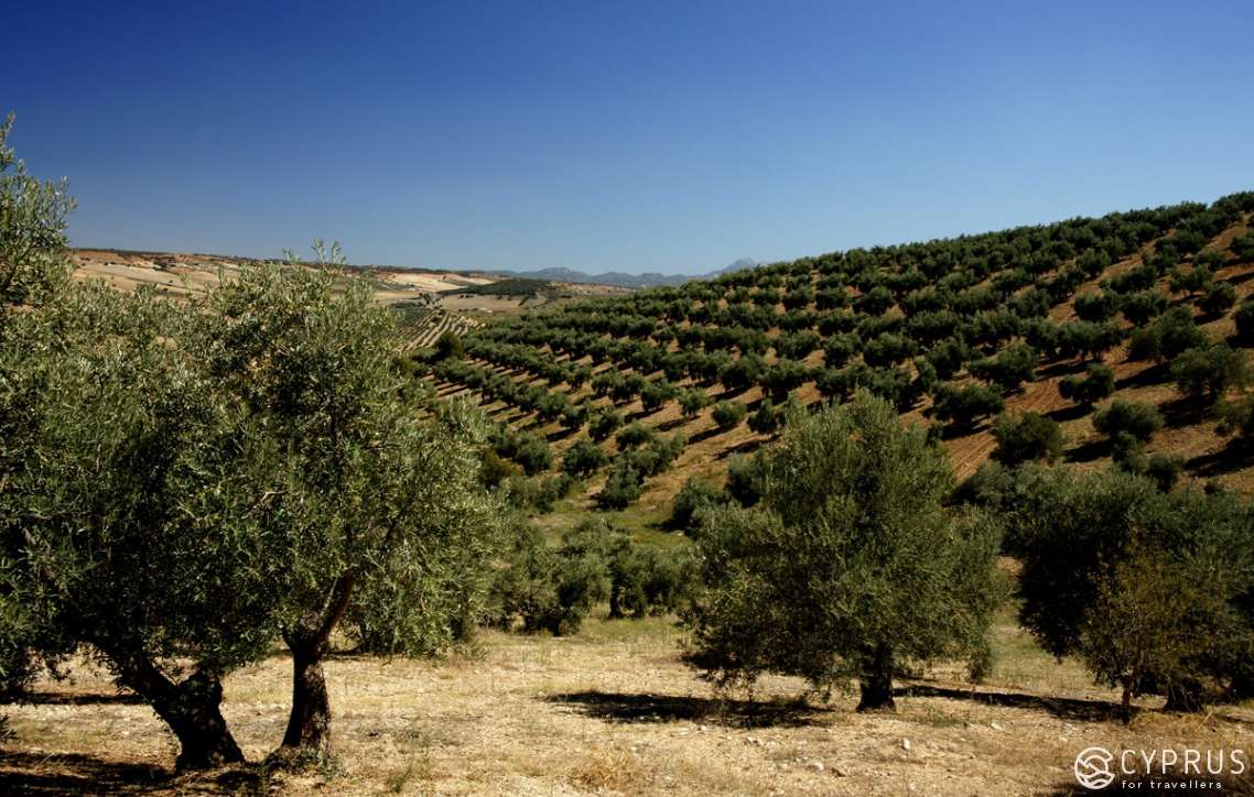 Olive tree, Cyprus