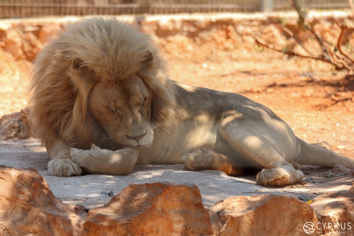 Гид по самым примечательным зоопаркам Кипра