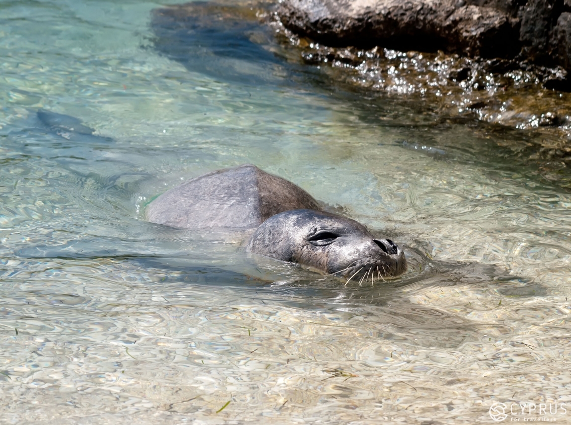 The Mediterranean monk seal